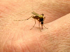 Combate ao mosquito da Dengue - Foto ilustrativa