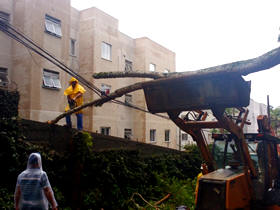 Árvore danificada pelo tempo tombou, comprometendo a rede elétrica - Foto: PMT