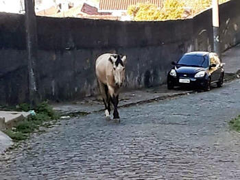 Animal de grande porte solto nas vias públicas de Teresópolis - Foto: PMT