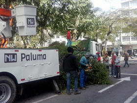 funcionários retiraram ervas de passarinho das árvores - Foto: AsCom PMT