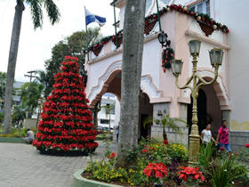 Árvore de Natal na Prefeitura - Foto: PMT
