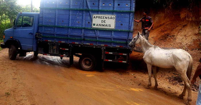Cavalo se encontrava abandonado em via pública em Sebastiana - Foto: AsCom PMT