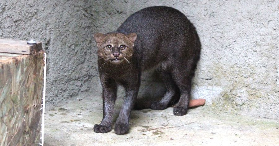 Gato-mourisco ou Jaguarundi solto em Teresópolis - Foto: AsCom PMT