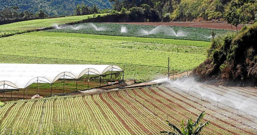 Agricultura em Teresópolis - Foto de arquivo